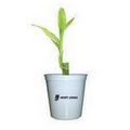 Lucky Bamboo Plant in Plastic Cup & Lid - Single Shoot